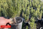 رزماری، گیاه معجزه‌آسای طبیعت با خواص بی‌نظیر و کاربردهای فراوان