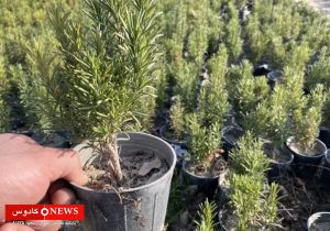 رزماری، گیاه معجزه‌آسای طبیعت با خواص بی‌نظیر و کاربردهای فراوان