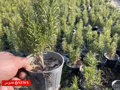 رزماری، گیاه معجزه‌آسای طبیعت با خواص بی‌نظیر و کاربردهای فراوان