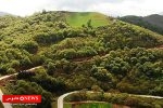 جنگل‌های هیرکانی، نگین سبز شمال ایران در معرض تهدید