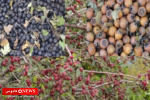 میوه‌های بومی استان گیلان؛ گنجینه‌ای طبیعی از طعم، درمان و زندگی