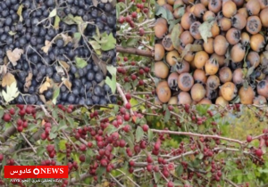 میوههای بومی استان گیلان؛ گنجینهای طبیعی از طعم، درمان و زندگی