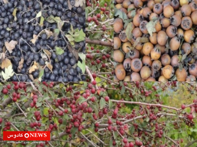 میوههای بومی استان گیلان؛ گنجینهای طبیعی از طعم، درمان و زندگی